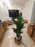 植季天堂鳥(niǎo)盆栽客廳綠植辦公室內大型植物新房家用吸甲醛花卉凈化空氣 8-9株-1.8-1.9米-L154米白聚寶盆 含盆 曬單實(shí)拍圖