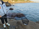 科邁雷路亞餌顫沉米諾釣魚(yú)餌鱸魚(yú)翹嘴遠投仿真擬餌 18g馬口色 曬單實(shí)拍圖