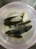 川澤七星漂線組草洞漂野釣浮漂散裝超靈敏度傳統(tǒng)釣鯽魚漂一套魚漂 圓柱形A1 (線號(hào)0.8-2.0) 七星漂7+1+1(5組裝) 曬單實(shí)拍圖