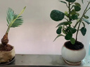 愛你一萬年懶人水培植物蘇鐵盆栽室內(nèi)桌面鐵樹寶寶辦公室綠植小擺件好養(yǎng)禮物 鐵樹寶寶+輕奢矮瓶 曬單實拍圖