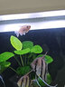 剛果美人魚(yú)霓虹魚(yú)石美人群游扯旗全公草缸群游中小型熱帶觀(guān)賞活體 （發(fā)色公魚(yú)）剛果4.5-5.5厘米2條 曬單實(shí)拍圖