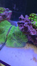 施特馳海水缸燈珊瑚燈魚缸燈(適合2米缸以上)飛翼系列龍門燈架 日出日落 配件:延長線2米 曬單實拍圖