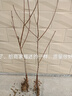 CHUANGSHIJI新品晚熟紅肉鷹嘴桃樹(shù)苗水蜜桃苗當年結果嫁接桃樹(shù)苗南方北方種植 2年苗地徑1.5公分粗 80cm(含)-89cm(含) 曬單實(shí)拍圖