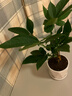 綠蔭巷子發(fā)財樹盆栽植物綠植好養(yǎng)活桌面辦公室室內小盆景花卉四季常青 【辮子發(fā)財樹】小鉆形瓷花盆 曬單實拍圖