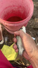 佳之釣釣傘加厚釣魚(yú)傘黑膠防曬太陽(yáng)傘戶(hù)外垂釣 2.4米 整桿不銹鋼-湖藍 曬單實(shí)拍圖