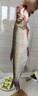 歡之婧 千島湖翹嘴魚鮮活現(xiàn)殺白魚大白刁白花淡水魚3-10斤1條 活魚現(xiàn)殺3斤1條 殺后損重約15% 曬單實(shí)拍圖