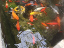 森森變頻魚(yú)池抽水泵循環(huán)過(guò)濾泵假山大流量高揚程潛水泵錦鯉魚(yú)池泵 CTF 5000B（30瓦）每小時(shí)5000流量 曬單實(shí)拍圖