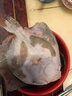 道樓鮮閣多寶魚(yú)鮮活比目魚(yú)大菱鲆海鮮魚(yú)類(lèi)水產(chǎn)冷凍海鮮多寶魚(yú) 2斤/條 簡(jiǎn)裝 1000g 曬單實(shí)拍圖