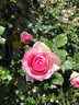 壹植粉色龍沙寶石薔薇爬藤本月季花苗盆栽四季濃香玫瑰花卉植物庭院開(kāi) 【開(kāi)花機器】粉龍沙寶石中苗 裸根不帶土 曬單實(shí)拍圖