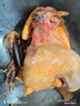 崠鮮農家散養土公雞肉新鮮青腳黃雞黑鳳大公雞土雞走地雞整雞雞肉生鮮 黑腳麻公雞4斤*1只 送料包 曬單實(shí)拍圖