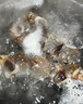?；蕿?鮮活海螺新鮮青島海捕海鮮水產(chǎn)貝類田螺花螺小海螺特大海螺500g 曬單實拍圖