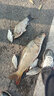 美人魚魚線經(jīng)典款2代原絲釣魚線主線垂釣二代30米 二代子線30米【透明色】 1.0號 曬單實拍圖