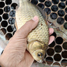 川澤伊豆有刺子線雙鉤成品綁好防纏繞魚鉤套裝全套競技野釣鯉魚鯽魚鉤 鉤5#線1.2#+鉤6#線1.5# 伊豆有刺【20付】 曬單實拍圖