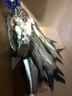 佐崎精工日本佐崎精工16軸紡車(chē)輪魚(yú)線(xiàn)輪金屬漁輪路亞輪磯釣輪海釣輪遠投輪 3000型 【 左右手互換】 曬單實(shí)拍圖