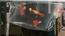 魚(yú)如云血紅大背孔雀魚(yú)美國全紅純種孔雀魚(yú)批發(fā)觀(guān)賞魚(yú)小魚(yú)活體熱帶魚(yú)耐活 血紅緞帶公加緞帶母2對 曬單實(shí)拍圖