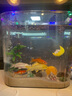 天然水晶砂魚缸原生底砂造景裝飾石頭水族箱水草沙烏龜用鐵膽沙子 天然水晶砂1-2毫米5斤 曬單實拍圖