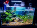 沃韋朗 VOONLINE全光譜RGB魚缸燈中小型夾燈水草缸增色水草燈LED小缸造景 水草魚缸全光譜夾燈G16A（30-60cm魚 曬單實(shí)拍圖