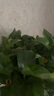 櫻霞【順豐上門】綠蘿盆栽室內(nèi)植物花卉家用綠植水培長藤垂吊大盆綠籮 360#特大盆長藤綠蘿1盆+吸水盆 曬單實拍圖