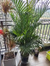 植男植女客厅绿色植物散尾葵大型绿植凤尾竹室内盆栽轻奢夏威夷竹源头直发 实拍图