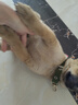 嘟可親中華田園犬沐浴露寵物狗狗專(zhuān)用洗澡用品土狗抑菌除臭香波浴液 500ml 1瓶 曬單實(shí)拍圖