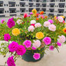昂景重瓣太陽(yáng)花花種子適合四季種的花種子室內(nèi)花籽花卉易活太陽(yáng)花種籽 混色太陽(yáng)花重瓣【1千?！?曬單實(shí)拍圖