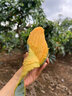 百色芒果 BAISEMANGO廣西百色桂七芒果當季生鮮熱帶水果大青芒禮盒裝一整箱口味香甜濃 10斤一級禮盒特大桂七300g+外套 曬單實拍圖