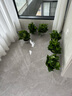 九千谷綠蘿8盆裝辦公室桌面綠植盆栽花卉盆景帶自動(dòng)吸水盆源頭直發(fā) 曬單實(shí)拍圖