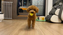华元宠具（hoopet）狗狗网球发射器玩具球网球机互动训犬宠物投球自动发球器电动训犬 实拍图