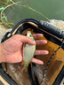 光威（GW）無(wú)法一本鯽本調鯽魚(yú)竿超輕超細臺釣竿野釣魚(yú)竿漁具魚(yú)竿手竿魚(yú)桿 3.9m 無(wú)法一本鯽本調+竿梢+纏把帶 曬單實(shí)拍圖