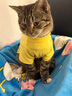曇蓓漫寵物衣服小型犬狗狗衣服搞笑貓咪夏季薄款衣服泰迪法斗透氣衣服 寵團外賣（M碼建議6-8斤） 【升級大容量口袋設(shè)計】 曬單實拍圖