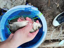 卡文迪碧海飛鯊釣魚竿兒童魚竿套裝6-12歲小孩專用手竿釣蝦迷你短節(jié)釣竿 1.8m +線鉤餌（4-10歲）到手即釣 曬單實拍圖