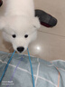 本秋薩摩耶犬幼犬寵物狗活體 純種雙血統(tǒng)薩摩熊版狼版 薩摩耶狗子幼崽 血統(tǒng)級 母 曬單實(shí)拍圖