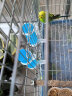 喜帅 鸟用饮水器80ml蓝色2个装 鸟自动喂食器鹦鹉鸟笼鸽子笼用品配件 实拍图