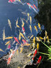 大拇指錦鯉魚(yú)飼料觀(guān)賞魚(yú)食金魚(yú)糧顆粒通用型不渾水高蛋白 中粒（適合20-35cm錦鯉） 2.5KG上浮 曬單實(shí)拍圖