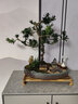 自然空間造型室內(nèi)綠植盆栽 松海羅漢松盆景+俠客+擺件+座椅+6簡古源頭直發(fā) 曬單實拍圖