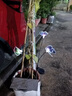 瑜尚臻品太陽能蝴蝶螢火蟲搖擺燈戶外防水庭院花園景觀布置裝飾草坪地插燈 太陽能3頭蝴蝶燈1支裝 曬單實拍圖