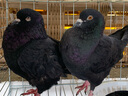 芊姹元寶鴿子特大一對超大體巨型鴿子活一對大型肉鴿種鴿活體活物幼鴿 優(yōu)質(zhì)黑色元寶種鴿一對 曬單實(shí)拍圖