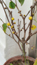 蝴蝶之舞 臘梅花苗盆栽素心臘梅盆景耐寒嫁接梅花老樁花卉陽(yáng)臺庭院樹(shù)苗 素心臘梅6年苗 不含盆 曬單實(shí)拍圖