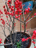 縱觀(guān)天下北美冬青盆栽紅果樹(shù)苗觀(guān)賞盆景冬青紅果年宵花卉盆栽相思豆綠植花 六年0.6米+陶瓷盆+陶粒+掛件 5年以上含盆 曬單實(shí)拍圖