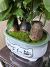 造景鮮活苔蘚微景觀(guān)青苔景觀(guān)植物鋪面短絨小灰蘚搭配庭院桌面盆栽 紗布苔蘚 紗布短絨蘚16*10cm-3片裝/盒 曬單實(shí)拍圖