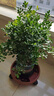 儂律花園九里香盆栽老樁濃香型花卉七里香室內植物四季常青綠植花卉盆栽 6年苗濃香型(花期帶花苞發(fā)) 含加侖盆 曬單實(shí)拍圖