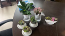 綠蔭巷子多肉植物帶盆組合盆栽新手好養活仙人掌辦公室內桌禮品小綠植 小長(cháng)條【紅寶石+3隨機肉】+5?？?曬單實(shí)拍圖