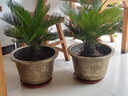 鐵樹樹苗盆栽公母庭院室外四季常青大型花卉室內(nèi)植物好養(yǎng)綠植名貴 鐵樹球莖13-14公母二顆 不含盆 曬單實(shí)拍圖