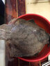道樓鮮閣多寶魚(yú)鮮活比目魚(yú)大菱鲆海鮮魚(yú)類(lèi)水產(chǎn)冷凍海鮮多寶魚(yú) 2斤/條 簡(jiǎn)裝 1000g 曬單實(shí)拍圖