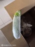 密水農家本地自種新鮮 西葫蘆 350g 鮮摘農家 蔬菜生鮮 曬單實(shí)拍圖