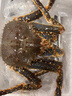 海澤鮮 帝王蟹禮盒生鮮大禮包 波士頓龍蝦高檔海鮮禮盒 重約7-8斤（帝王蟹禮盒1088款） 曬單實(shí)拍圖