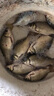 刀郎競技蘆葦浮漂黑坑鯽魚浮漂野釣輕口鯉魚翹嘴靈敏度高醒目浮漂加粗 A-06a 2號一支 曬單實拍圖