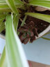 轩林美 多肉植物 肉肉盆栽 老桩办公室内耐干旱懒人绿植花卉 果冻美人（3-5cm） 实拍图