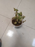 盆栽驅蚊草 盆栽驅蚊草苗 室內必備花草 夏季盆栽驅盆栽驅蚊草室內陽(yáng)臺清香 香草大苗 曬單實(shí)拍圖