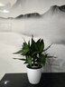 田間小徑塑料花盆自吸水懶人盆桌面水培綠植花卉透明圓形花盆免澆水綠蘿盆 H006綠色懶人花盆（內(nèi)盆+外盆） 曬單實(shí)拍圖